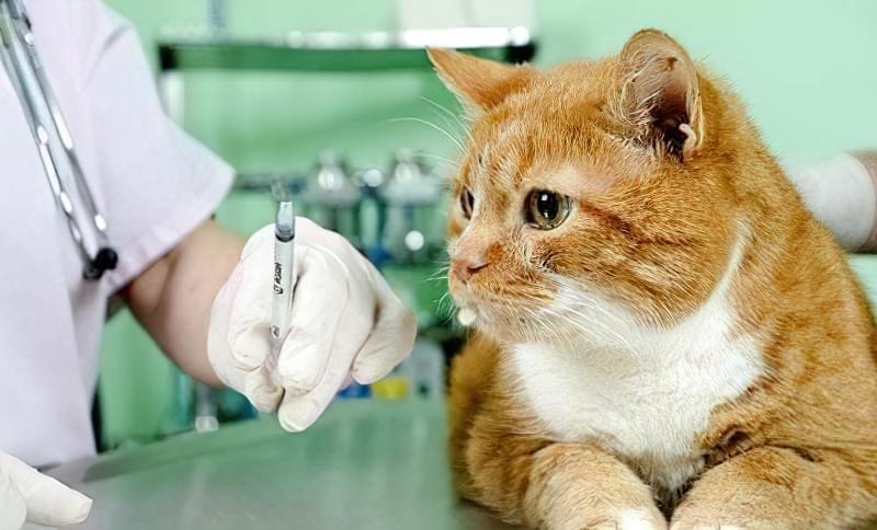 щеплення для кішок