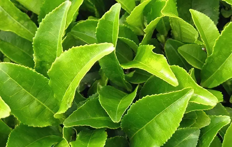 зелений чай трава для схуднення