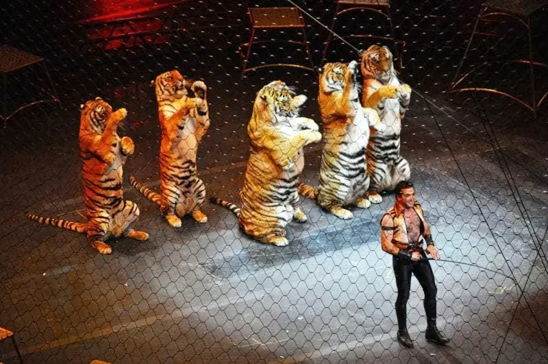 Тигри на арені