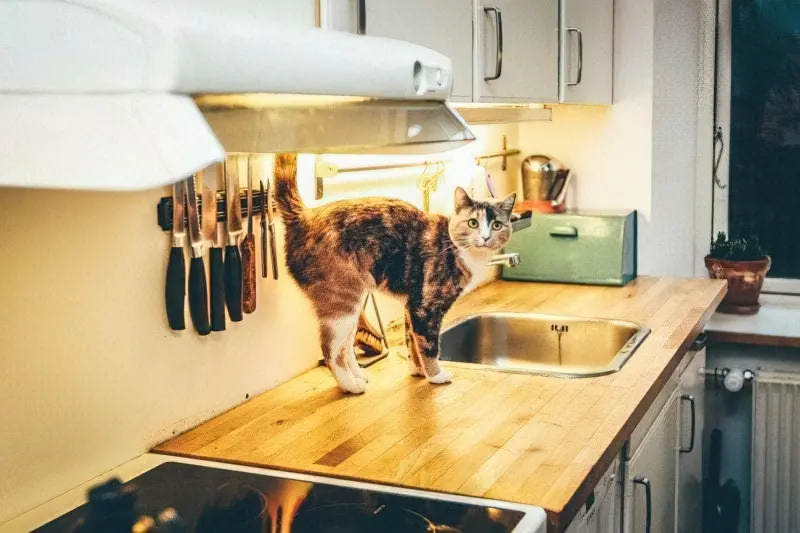 Кіт на кухні