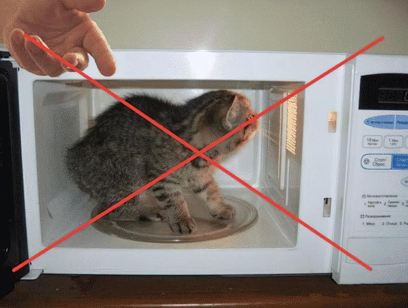 Можно ли в микроволновку железную посуду. Кошка в микроволновке. Кот и микроволновка. Кошачья микроволновка. Котенка засунули в микроволновку.