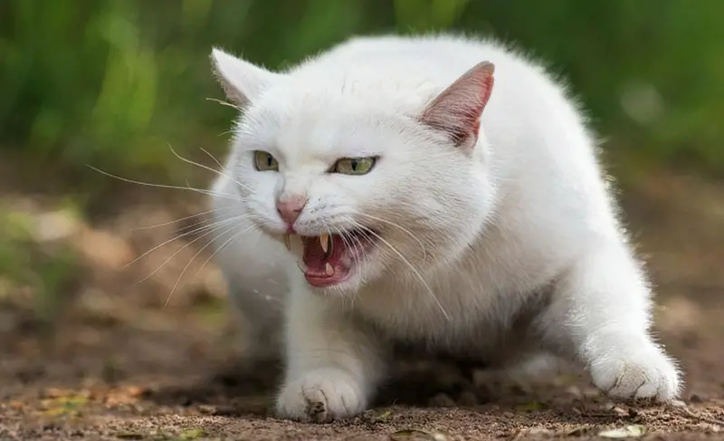 Прямий погляд може налякати кішку і вивести на агресію