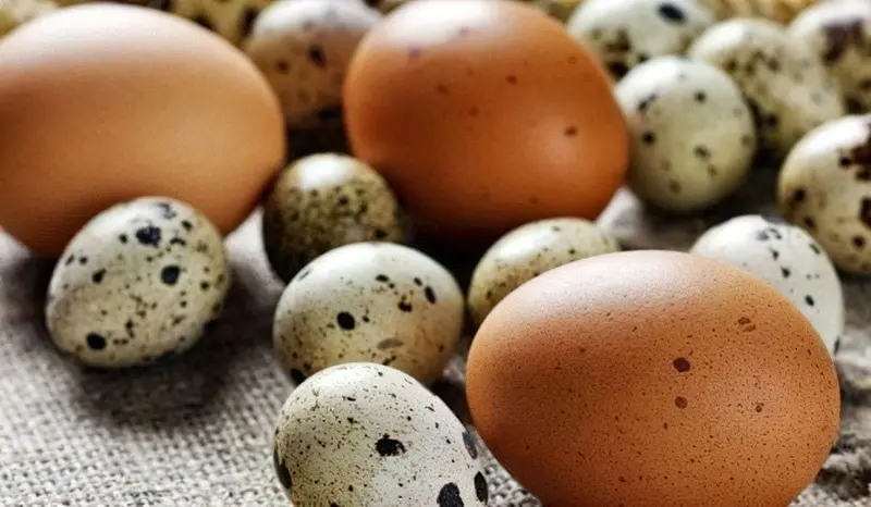 Невелике перепелине яєчко містить дуже багато вітамінів і мікроелементів