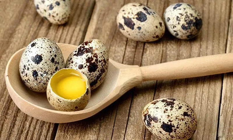 Перепелині яйця — джерело корисних речовин